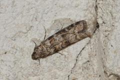 Phycide du Sapin, paîllon, Drôme, mai 2025