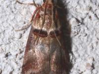 Phycide enflée
