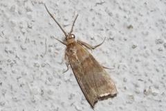 Phycide enflée, papillon, Drôme, septembre 2025