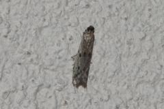 Phycide géminée, papillon, Drôme, août 2025