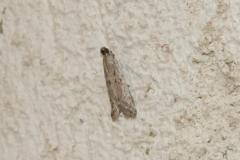 Phycide géminée, papillon, Drôme, juillet 2025