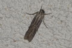 Phycide géminée, papillon, Drôme, juin 2025