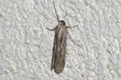 Phycide géminée, papillon, Drôme, juin 2025