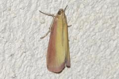 Phycide incarnat, papillon, Drôme, juin 2025