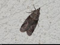 Phycide oblique