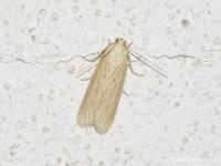 Phycide ponctuée