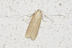 Phycide ponctuée, papillon, Drôme, juillet 2025