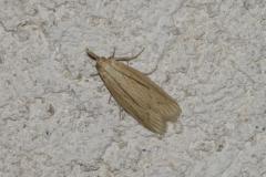 Phycide ponctuée, papillon, Drôme, juillet 2025