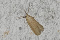 Phycide ponctuée, papillon, Drôme, juin 2025