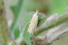 Phycide ponctuée, papillon, Drôme, juillet 2025