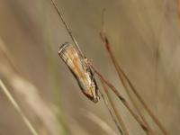 Pyralidae