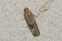 Phycide roussâtre, papillon, Drôme,  août 2025