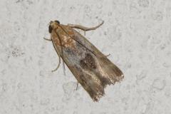 Phycide roussâtre, papillon, Drôme,  juillet 2025