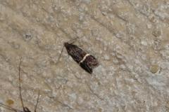 Phycide semblable, papillon, Drôme, juillet 2025