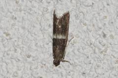 Phycide semblable, papillon, Drôme, juin 2026