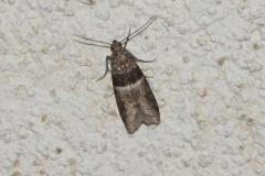 Phycide semblable, papillon, Drôme, mai 2025