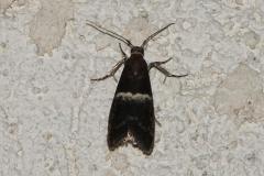 Phycide semblable, papillon, Drôme, juin 2025