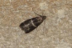 Phycide semblable, papillon, Drôme, juin 2025