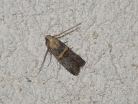 Phycide transverse