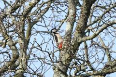 Pic épeiche, femelle adulte , Drôme, mars 2026