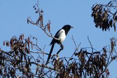 Pie bavarde, Drôme, février 2026