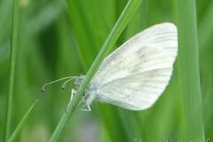 Piéride de la moutarde, papillon, Drôme, avril 2025