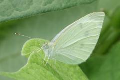 Piéride de la rave, papillon, Drôme, août 2025