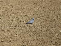 Pigeon colombin