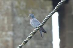 Pigeon colombin, Drôme, juillet 2025
