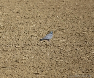 Pigeon colombin, Drôme, mars 2019