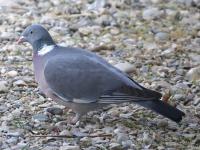 Pigeon ramier