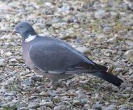 Pigeon ramier,  mâle, Drôme,  mars 2021