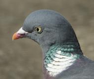 Pigeon ramier,  mâle, Drôme,  avril 2021