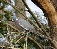 Pigeon ramier,  mâle, Drôme,  mars 2020
