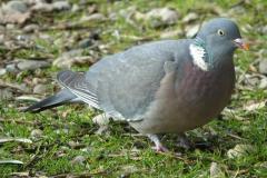Pigeon ramier,  mâle, Drôme,  février 2022