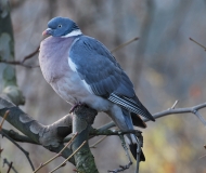 Pigeon ramier, Drôme, décembre 2012