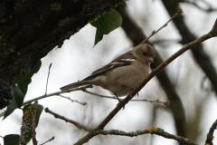 Pinson des arbres, femelle, Drôme, mars 2026