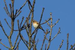 Pinson du nord, mâle, Drôme, décembre 2025