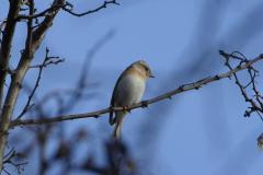 Pinson du nord, femelle, Drôme, février 2026