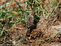 Pipit à gorge rousse