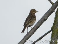 Pipit des arbres