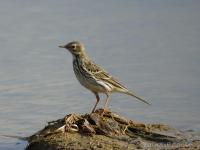 Pipit farlouse