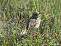 Pipit rousseline