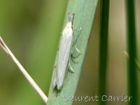 Pleurota pungitiella