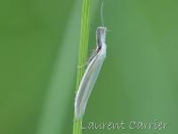 Pleurota sp