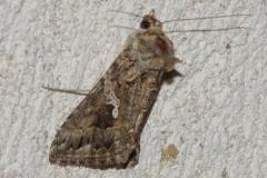 Plusie ni, papillon, Drôme, août 2025