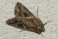 Plusie ni, papillon, Drôme, octobre 2026