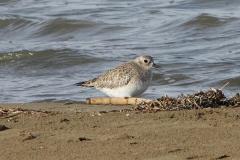 Pluvier argenté, Delta de l'Ebre, décembre 2025
