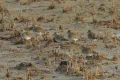 Pluvier doré, Delta de l'Ebre, décembre 2025