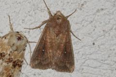 Point blanc, papillon, Drôme, juin 2025